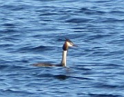 Podiceps cristatus (Skäggdopping)
