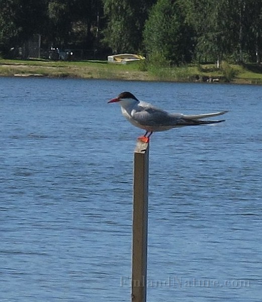 Sterna hirundo (Fisktärna)_2.jpg