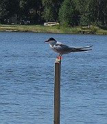 Sterna hirundo (Fisktärna)_2
