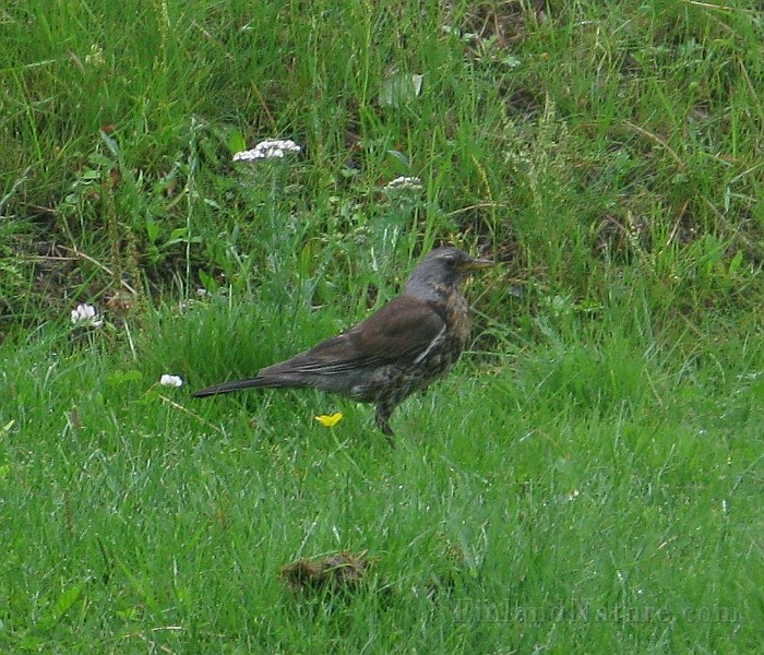 Turdus pilaris (Björktrast)_3966.JPG