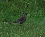 Turdus pilaris (Björktrast)_3969