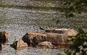Haematopus ostralegus (Strandskata)