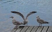 Larus canus (Fiskmos)