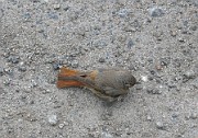 Phoenicurus phoenicurus (rödstjärt)