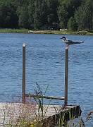 Sterna hirundo (Fisktärna)