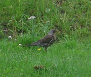 Turdus pilaris (Björktrast)
