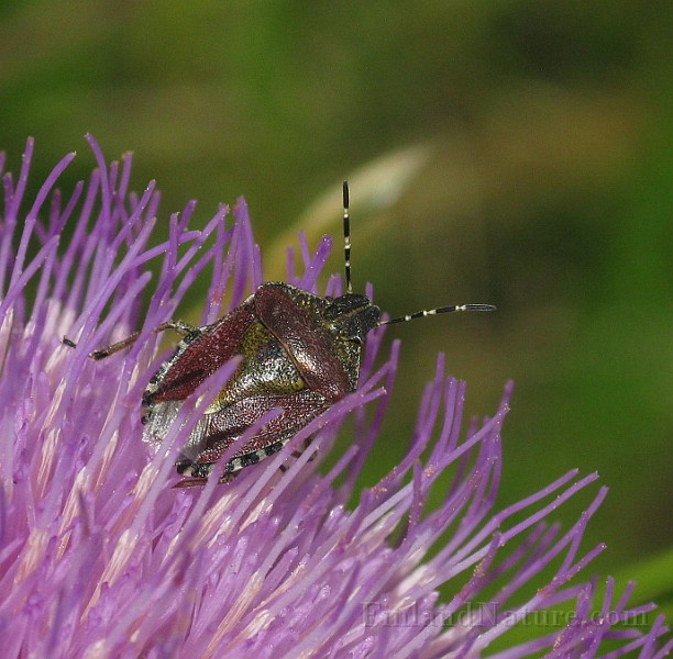 Dolycoris baccarum (Vanlig bärfis).jpg