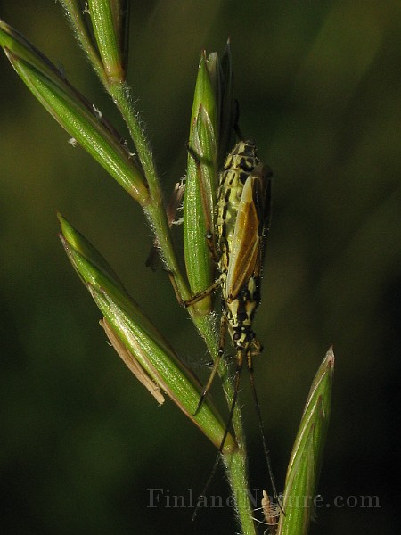 Leptopterna_dolabrata(Axsugare) (2).jpg
