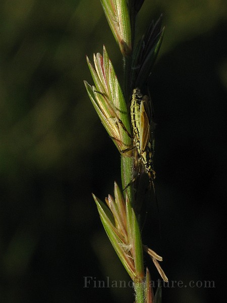 Leptopterna_dolabrata(Axsugare) (3).jpg