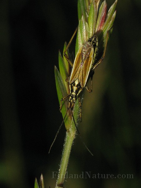 Leptopterna_dolabrata(Axsugare) (5).jpg