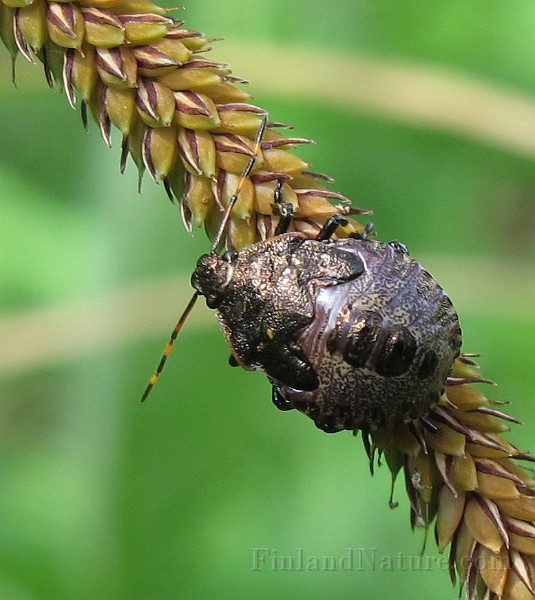 Unidentified Sp01 (IMG_7797).JPG