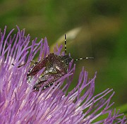 Dolycoris baccarum (Vanlig bärfis)