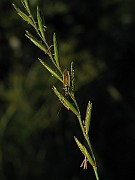 Leptopterna_dolabrata(Axsugare) (1)