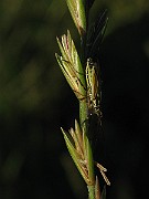 Leptopterna_dolabrata(Axsugare) (3)