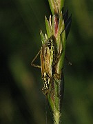 Leptopterna_dolabrata(Axsugare) (4)