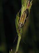 Leptopterna_dolabrata(Axsugare) (5)