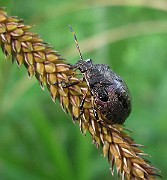 Unidentified Sp01 (IMG_7795)