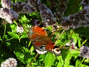 IMG_5005