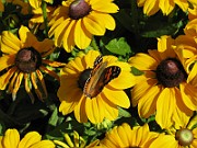 IMG_5022
