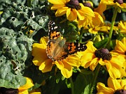 IMG_5023