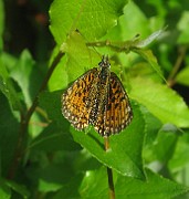Species 4