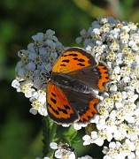 Species 5