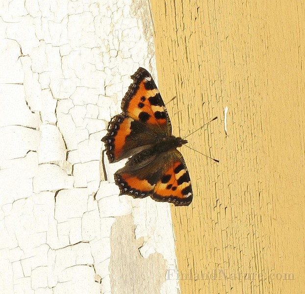 Aglais urticae (Nässelfjäril) (1).jpg