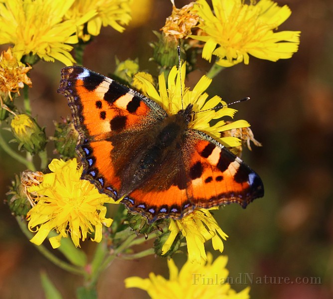 Aglais urticae (Nässelfjäril) (10).jpg