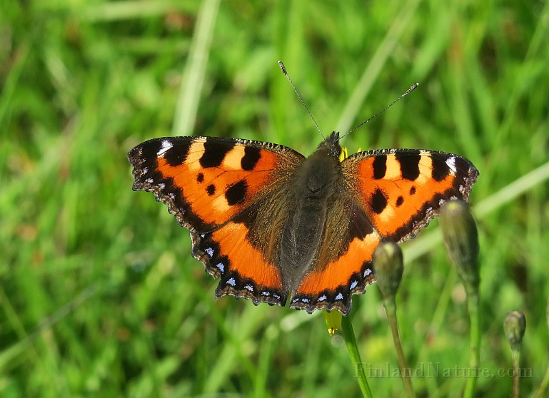 Aglais urticae (Nässelfjäril) (11).jpg