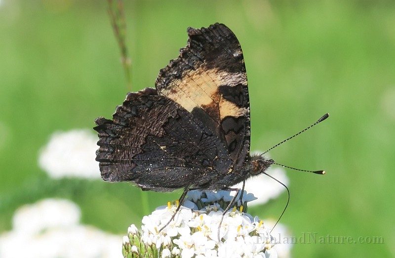 Aglais urticae (Nässelfjäril) (12).jpg