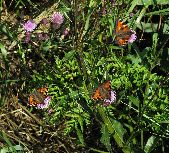Aglais urticae (Nässelfjäril) (4).jpg