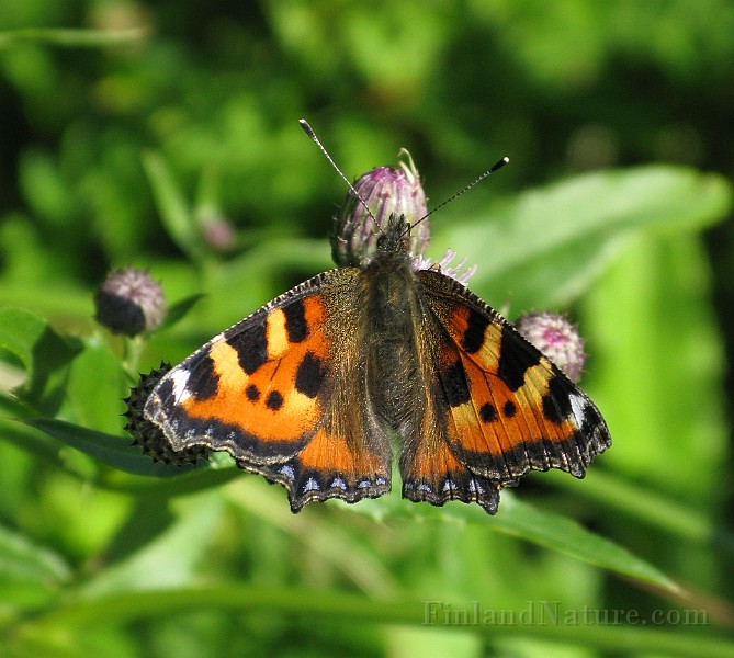 Aglais urticae (Nässelfjäril) (5).jpg