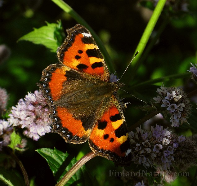 Aglais urticae (Nässelfjäril) (7).jpg