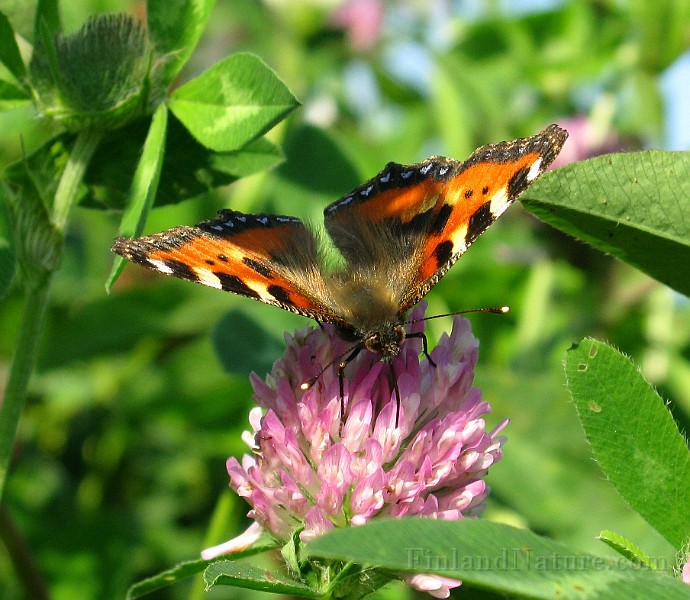Aglais urticae (Nässelfjäril) (8).jpg