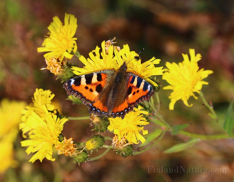 Aglais urticae (Nässelfjäril) (9).jpg
