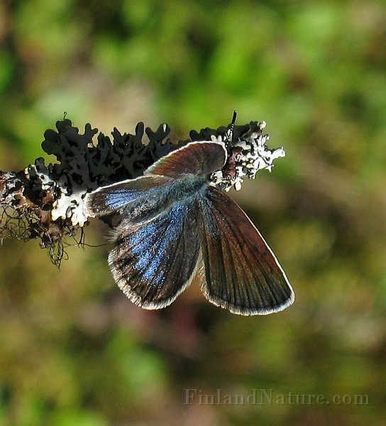 Aricia nicias (Donzels blåvinge) (1).jpg