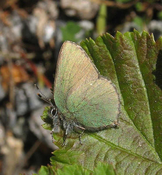 Callophrys rubi(Björnbärssnabbvinge).jpg