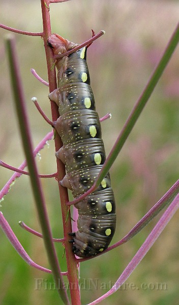 Deilephila elpenor  (Större snabelsvärmare)(3).JPG