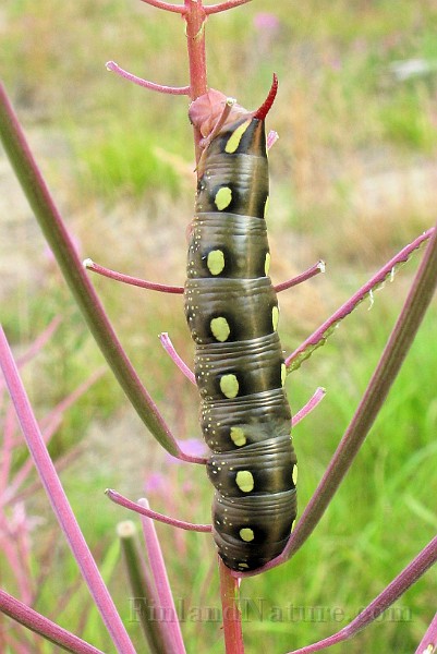 Deilephila elpenor (Större snabelsvärmare) (1).JPG