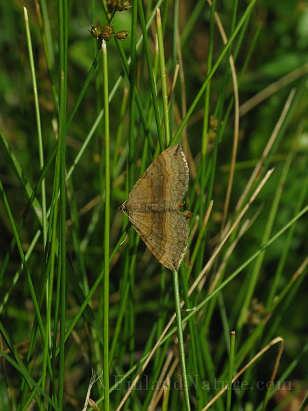 Epirrhoe alternata (Förväxlad fältmätare)(2).jpg