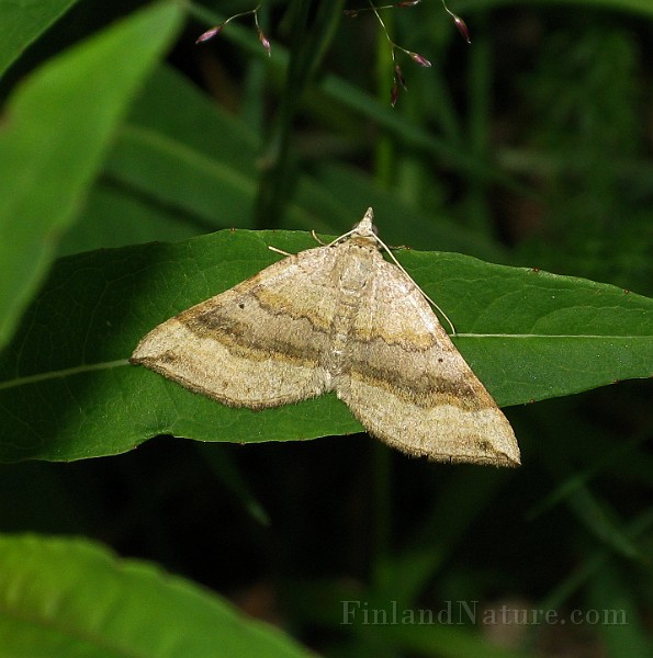 Epirrhoe alternata (Förväxlad fältmätare)(4).jpg
