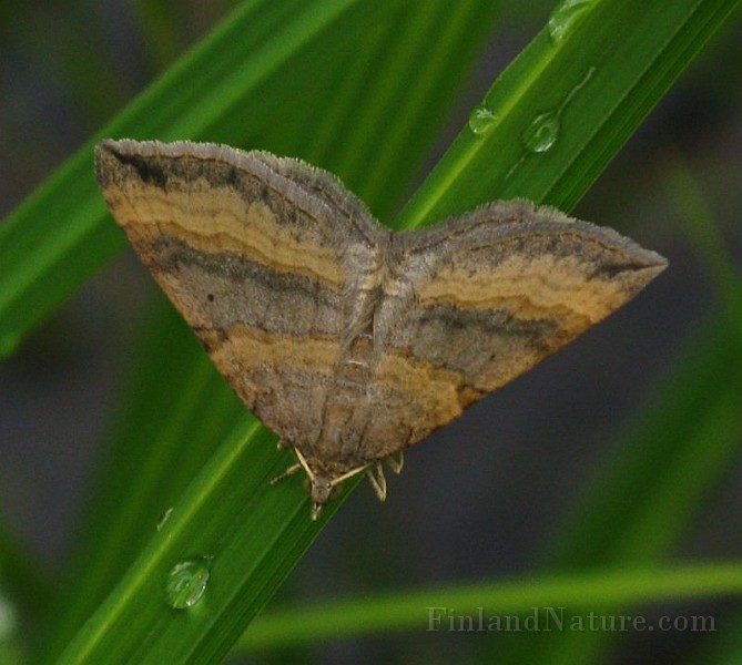 Epirrhoe alternata (Förväxlad fältmätare)(5).JPG