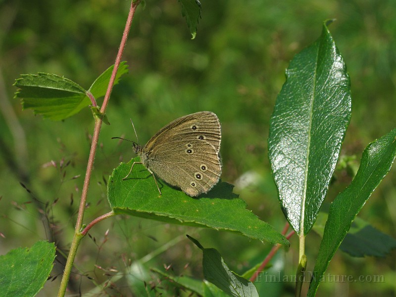 Erebia_ligea (Skogsgräsfjäril) (1).jpg