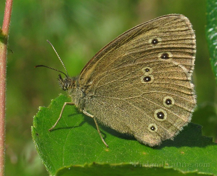 Erebia_ligea (Skogsgräsfjäril) (2).jpg