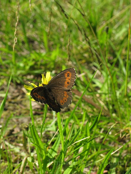 Erebia_ligea (Skogsgräsfjäril) (4).jpg
