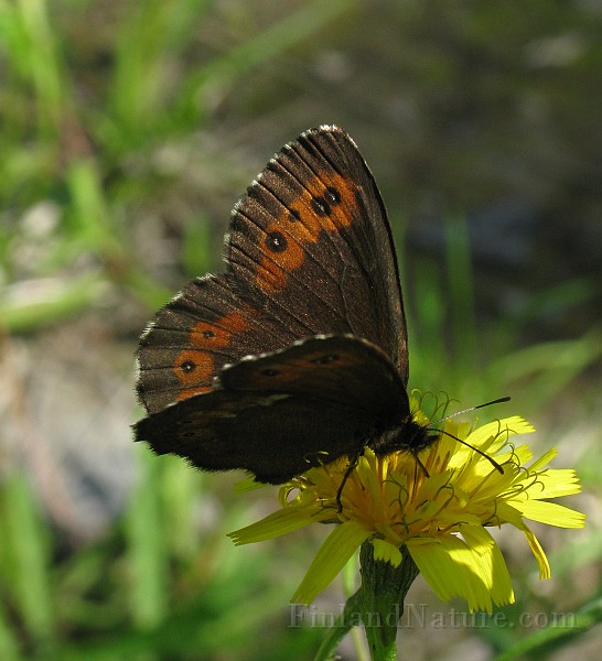 Erebia_ligea (Skogsgräsfjäril) (5).jpg