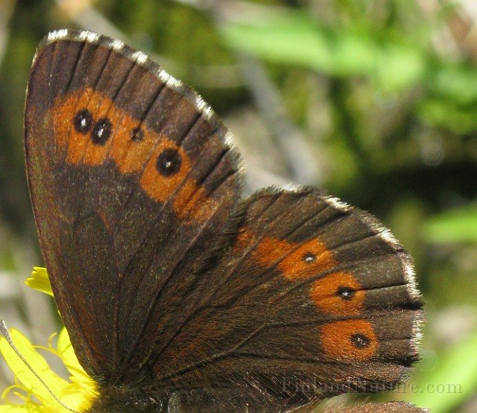 Erebia_ligea (Skogsgräsfjäril) (6).jpg