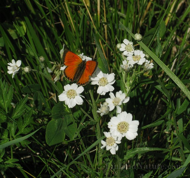 Lycaena hippothoe (Violettkantad guldvinge) (1).JPG