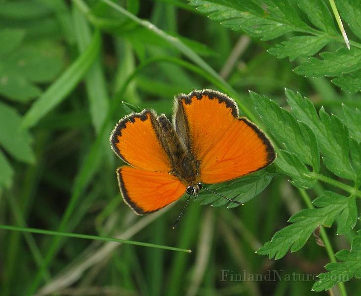 Lycaena hippothoe (Violettkantad guldvinge) (2).JPG