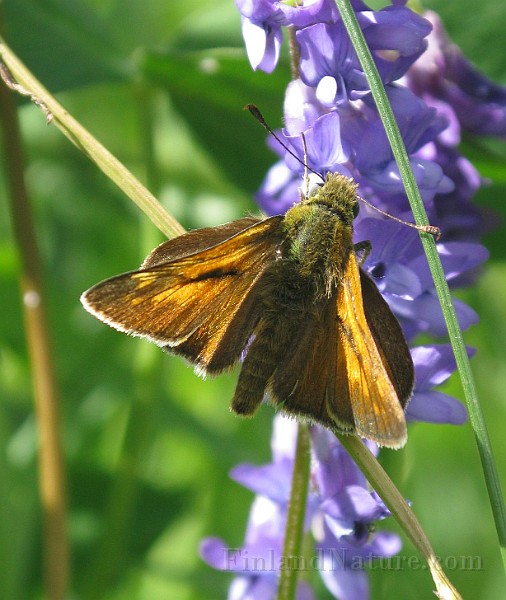 Ochlodes venata (2).jpg